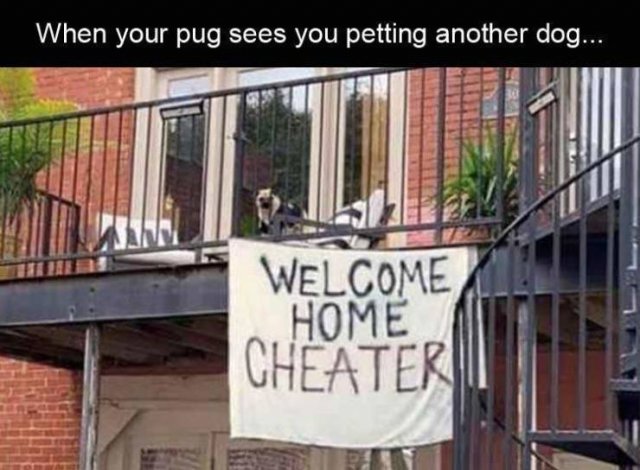 random welcome home cheater dog - When your pug sees you petting another dog... Welcome Home Cheater