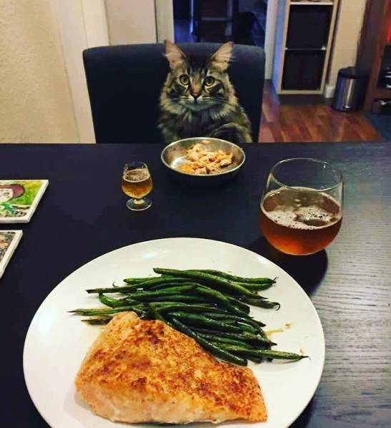 dinner with cat