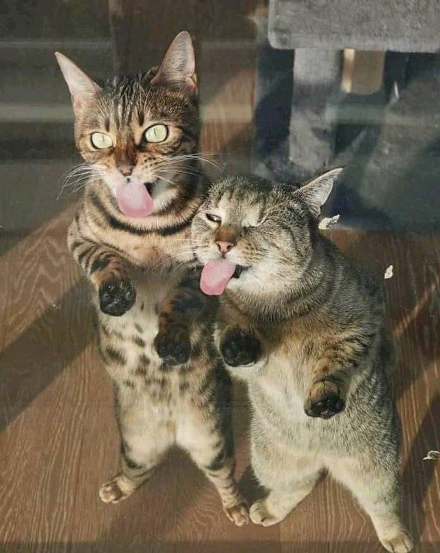 two cats sticking out tongue - Op
