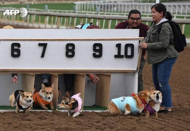 corgi race bite - 6 7 8 9 10