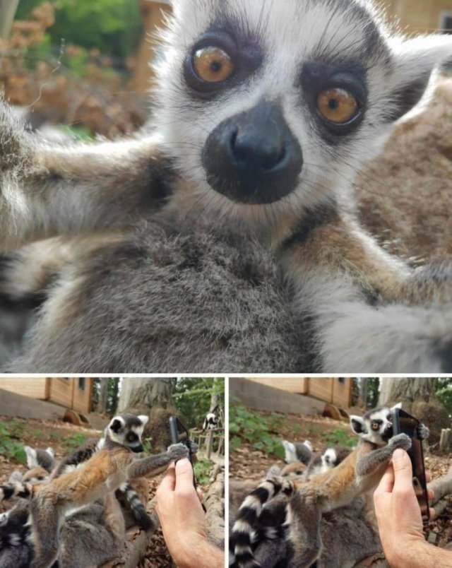 lemur