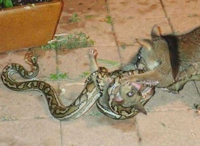 possum fight snake