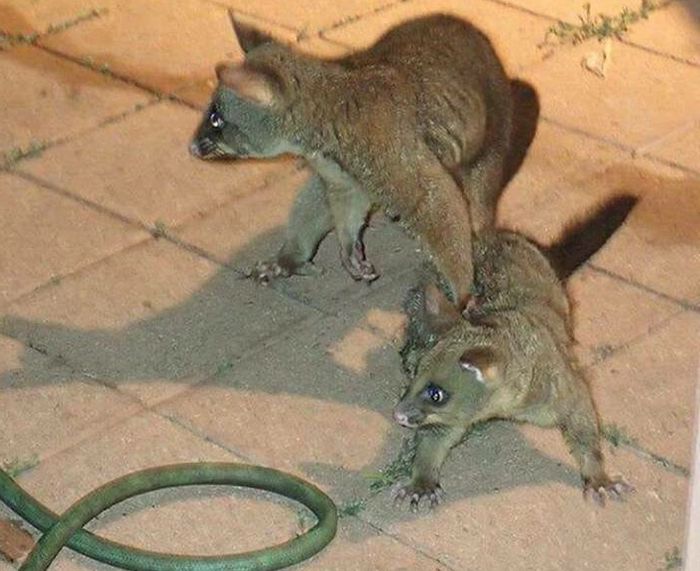 possum fight snake