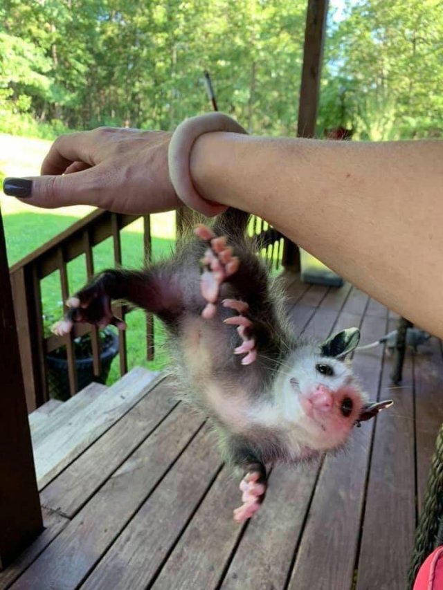 best possum