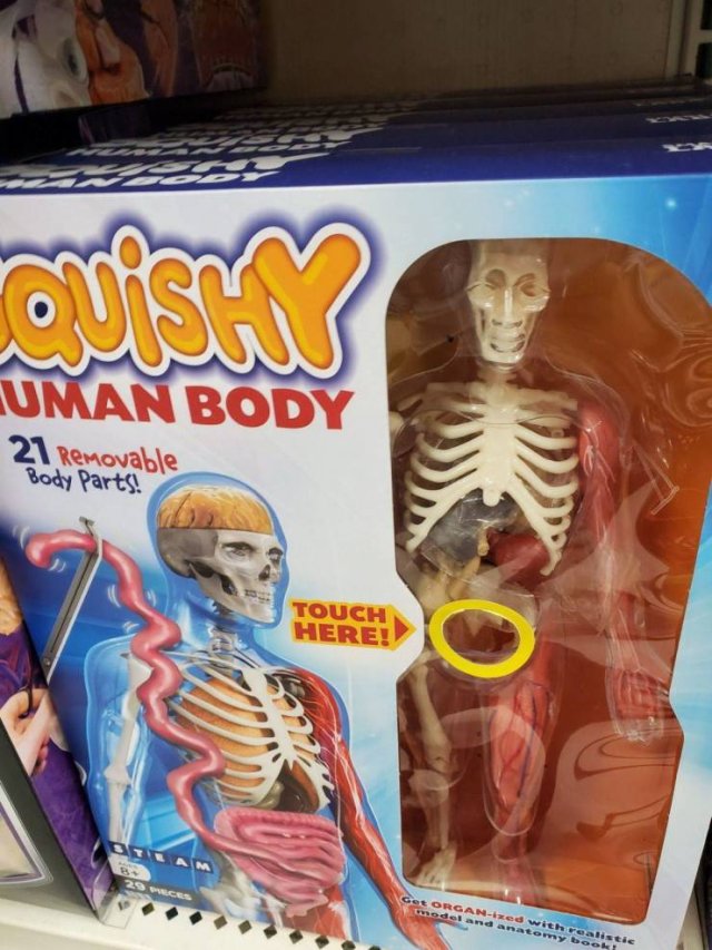 snack - Uman Body 21 Removable Body Parts Touch Here! et ORGANxed with realistic model and anatomy to