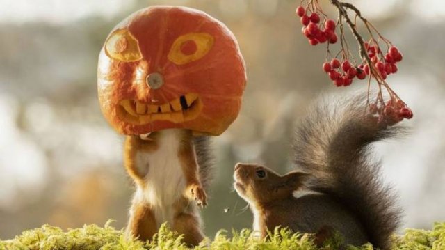 geert weggen halloween squirrel
