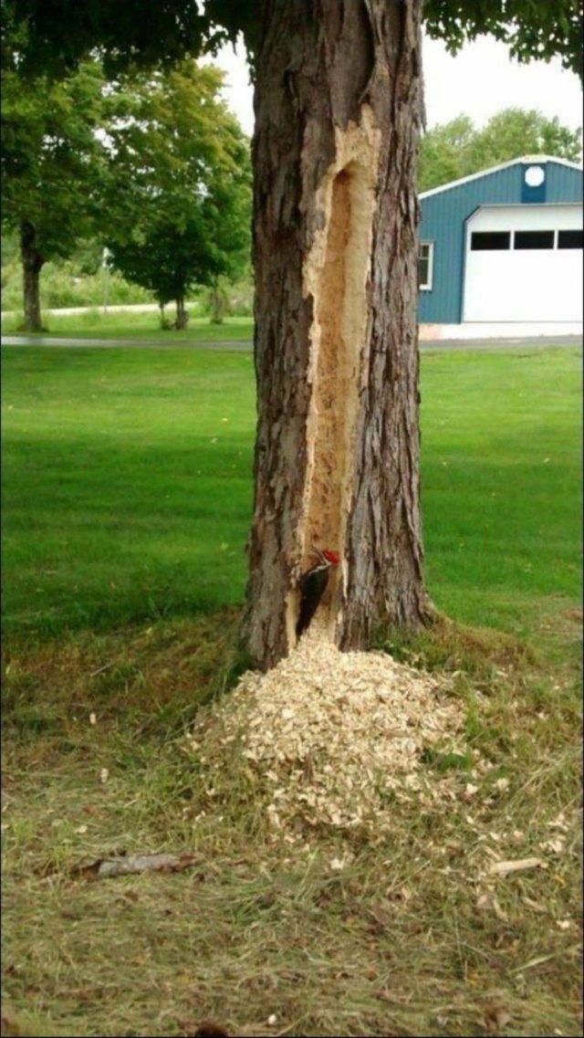 woodpecker on red bull