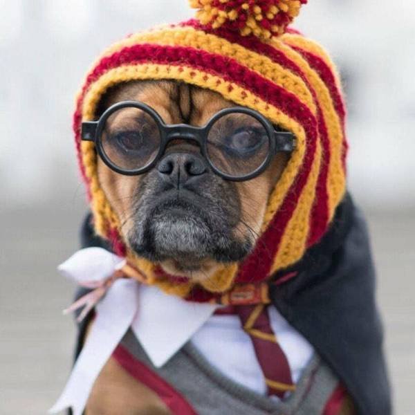 cute dog harry potter costume