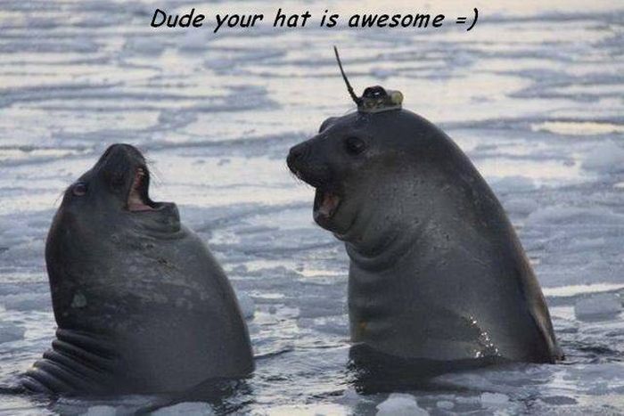 random pic southern ocean animals - Dude your hat is awesome