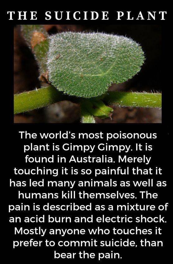 random pic suicide plant - The Suicide Plant The world's most poisonous plant is Gimpy Gimpy. It is found in Australia. Merely touching it is so painful that it has led many animals as well as humans kill themselves. The pain is described as a mixture of 