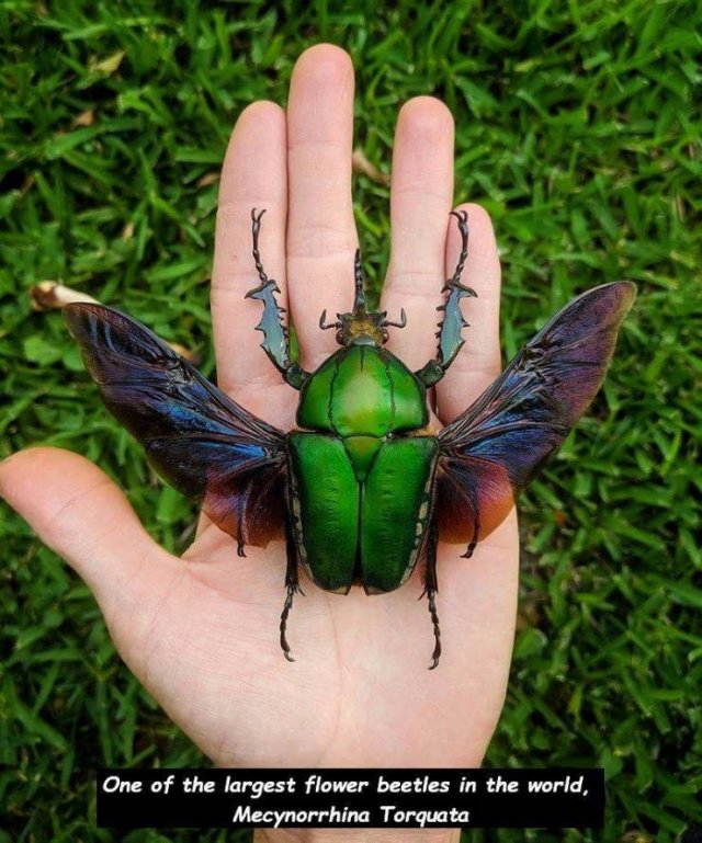 mecynorrhina torquata - One of the largest flower beetles in the world, Mecynorrhina Torquata