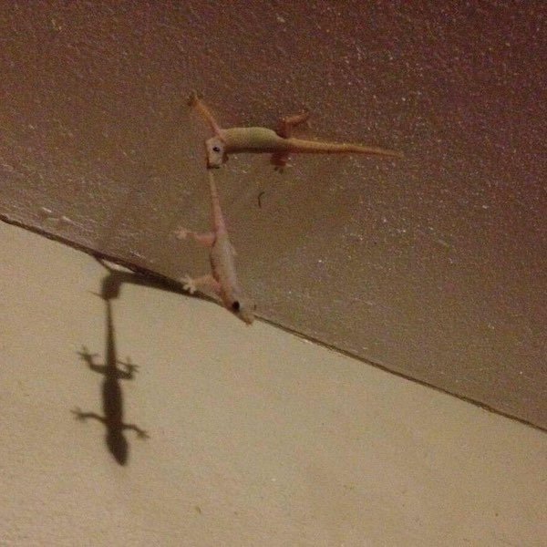 mission impossible gecko