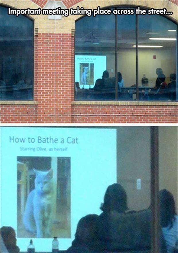Humour - Important meeting taking place across the street... How to Bathe a Cat S eashed