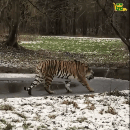 tiger ice gif