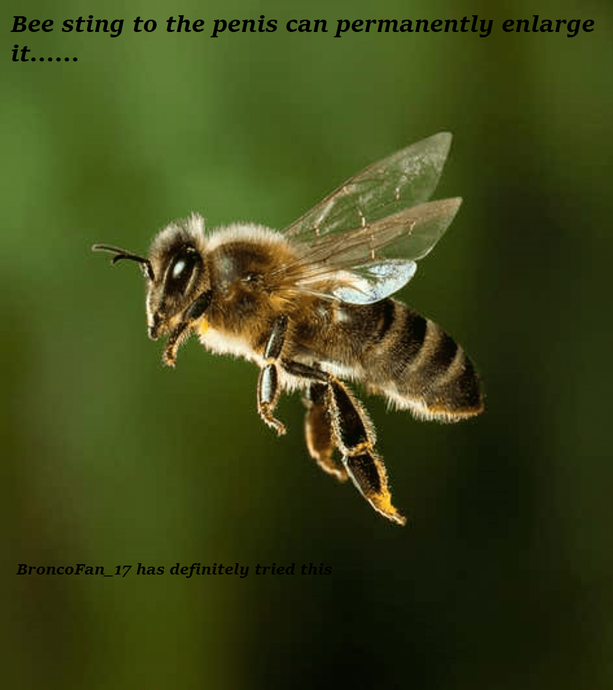 bee sting to the penis - Bee sting to the penis can permanently enlarge BroncoFan 17 has definitely tried this