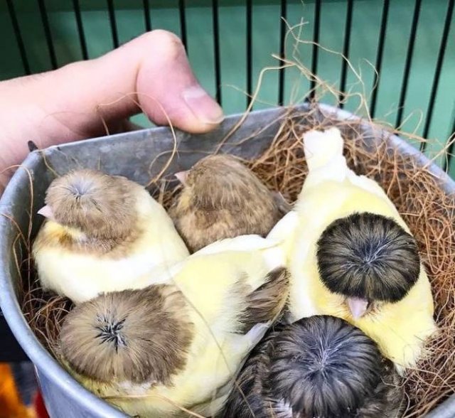 belgian canaries