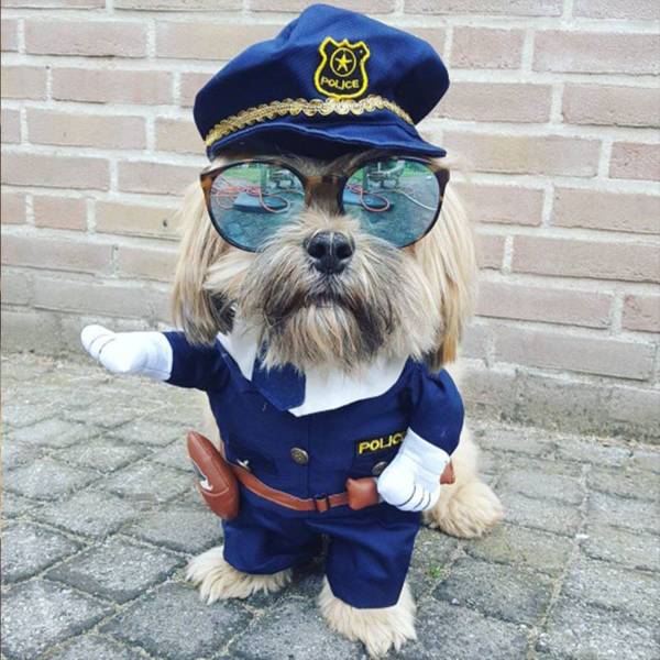 funny dog costumes