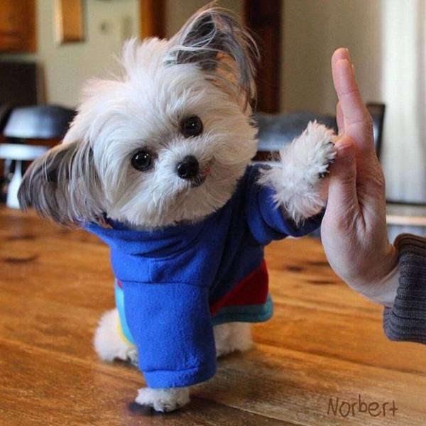 cute dog high five