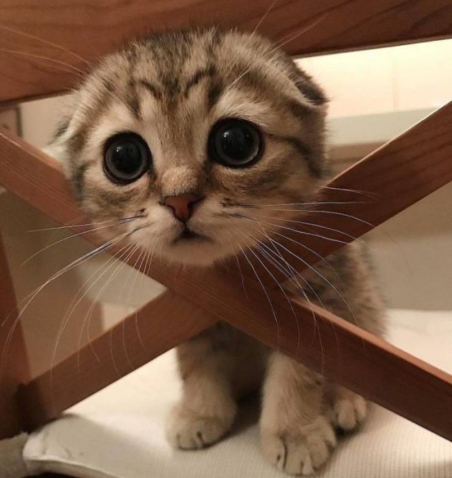 cute little kitty