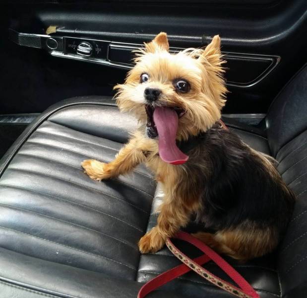 cute dog sticking its tongue out