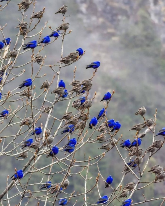 grandalas birds