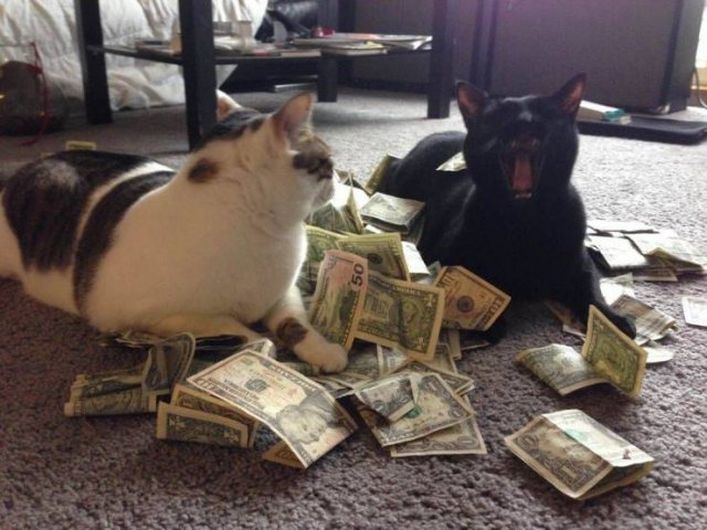 funny cats and dogs rich