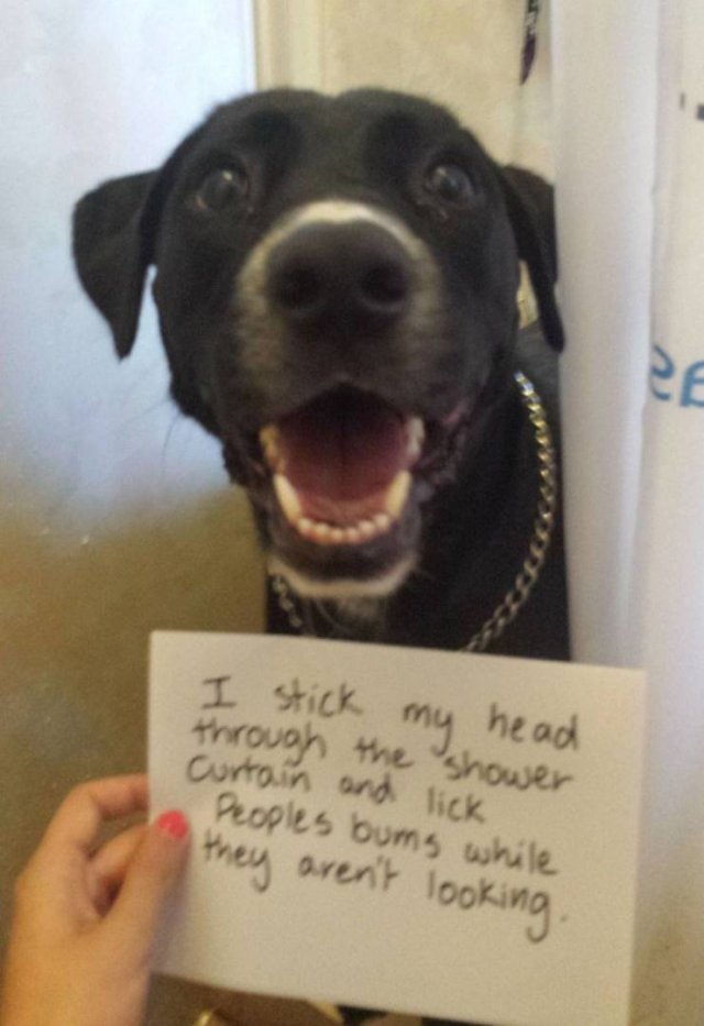 best dog shaming - I stick my head through the shower Curtain and lick Peoples bums while they oven't looking