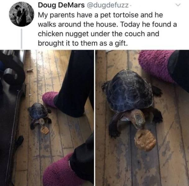 tortoise nugget - Doug DeMars . My parents have a pet tortoise and he walks around the house. Today he found a chicken nugget under the couch and brought it to them as a gift.