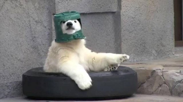 polar bear bucket helmet