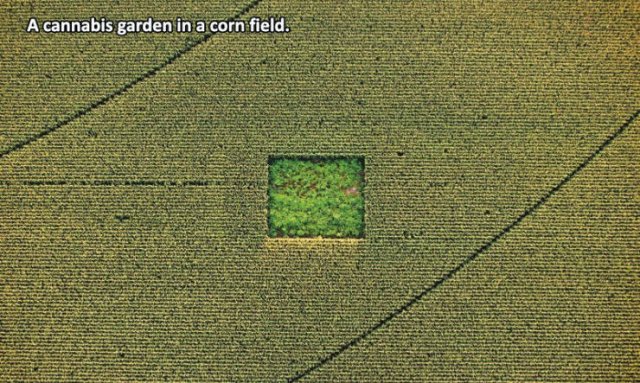 Cannabis - A cannabis garden in a corn field.