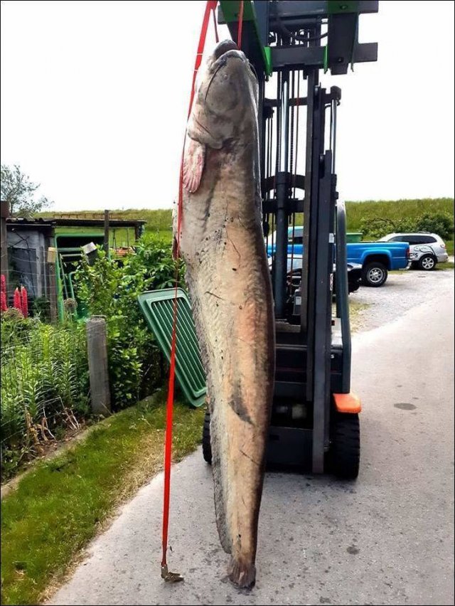 huge fish