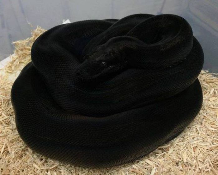 blackest snake