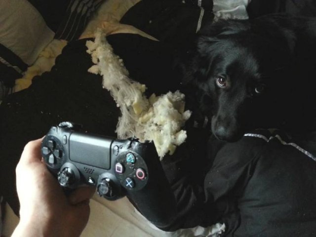 dog looks guilty after chewing a ps3 controller