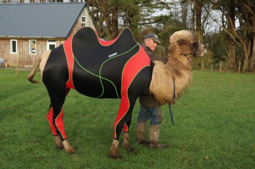 camel in a wetsuit