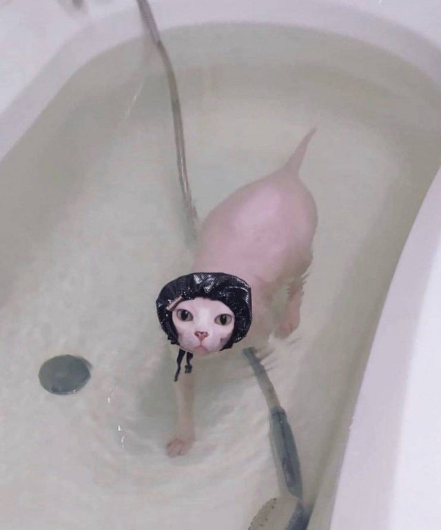cat wearing a head covering in a bathtub