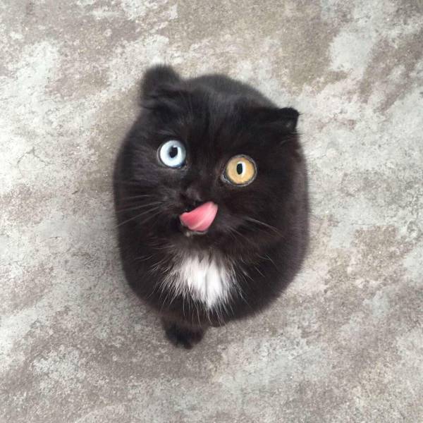 cute kitten with two different eye colors