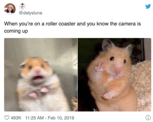 cute meme - When you're on a roller coaster and you know the camera is coming up