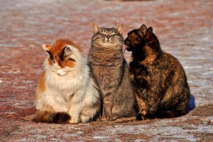 three different colored cats together