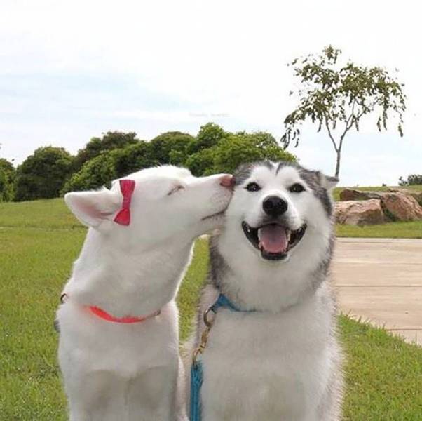 cute dog best friends