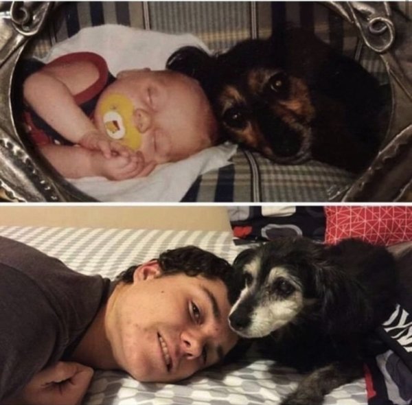 before and after pics of dogs and their owners growing up together