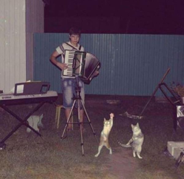 guy playing accordion with cats