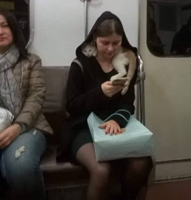 subway cat