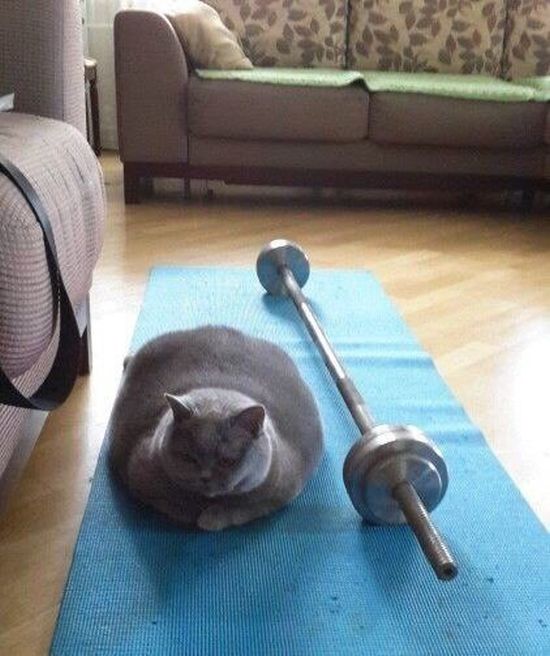 me at the gym cat