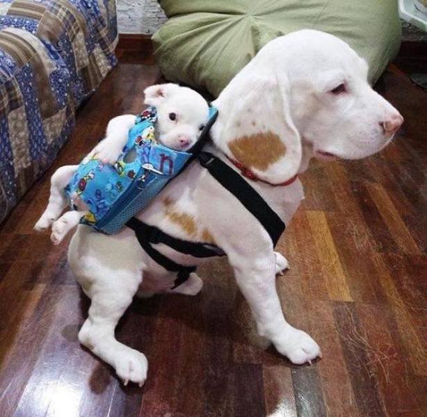 dog with puppy backpack