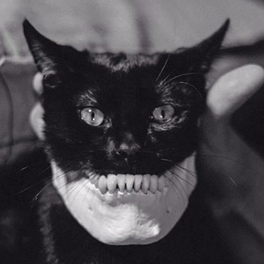 cat with human skull