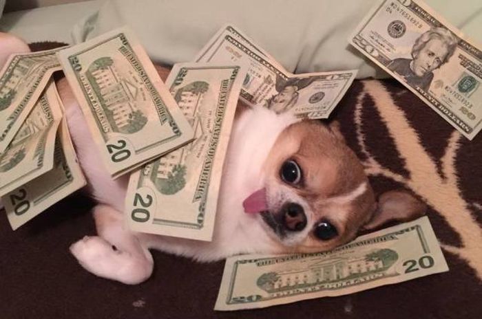 money dog