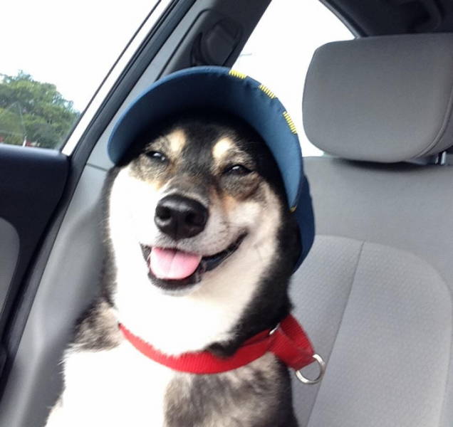 dog with a hat