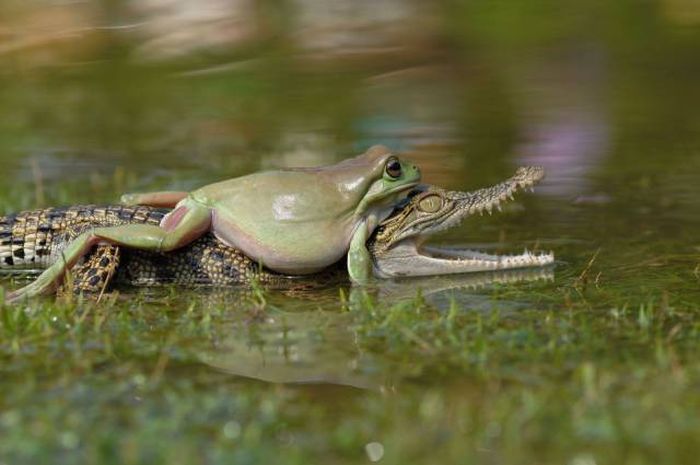 badass frog