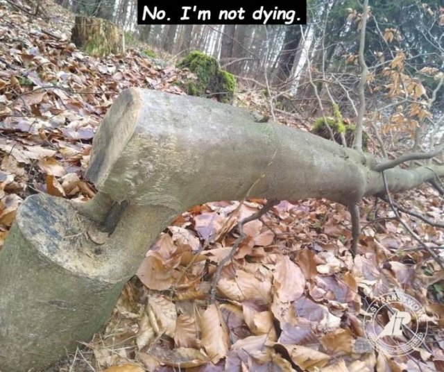 tree - No. I'm not dying.
