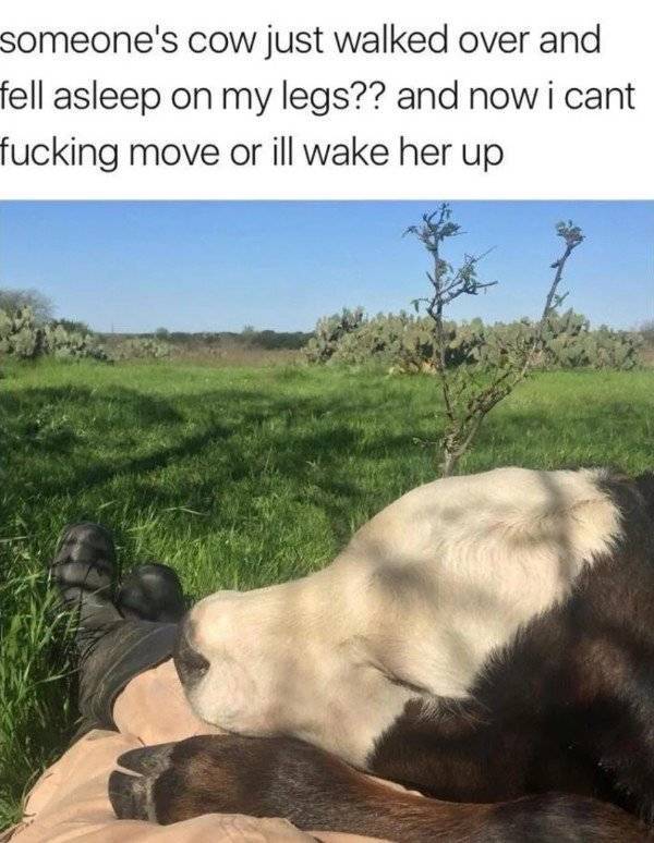 cow friend meme - someone's cow just walked over and fell asleep on my legs?? and now i cant fucking move or ill wake her up